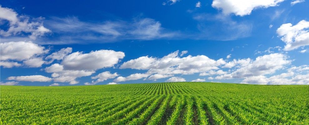 Corn field and blue sky at day